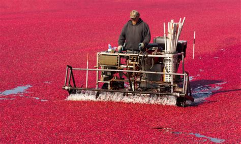 Bog spiders: Unveiling cranberry swamp mysteries | Dr. Killigan's insights