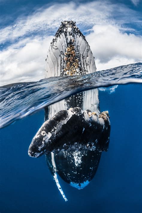 Winners of the 2018 Underwater Photographer of the Year contest