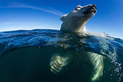 Underwater Polar Bear, Hudson Bay, Nunavut, Canada – Fubiz Media