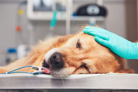 When the Unexpected Strikes: The True Cost of a Veterinary Emergency ...