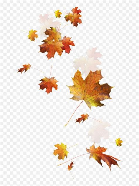 Falling Autumn Leaves Png Image - Transparent Autumn Leaves Png Clipart