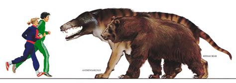 Humans compared to a Kodiak bear and Andrewsarchus mongoliensis : r ...