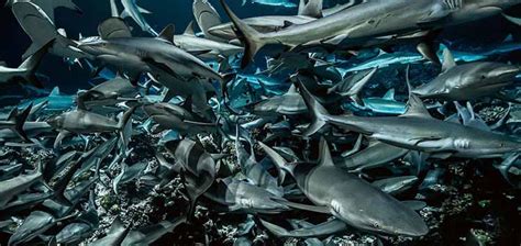 Facts about Sharks | Everything you need to know about Sharks | Ocean ...