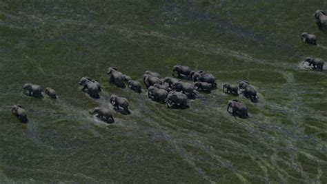 Elephants Marsh Migration Wildlife Marching. A Spectacular Look At A ...