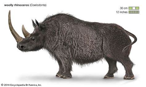 Woolly rhinoceros | Habitat, Extinction, & Facts | Britannica