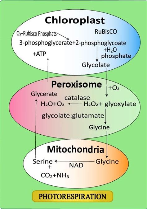 Photorespiration is favored by(a)Low temperatures(b)Low light intensity ...