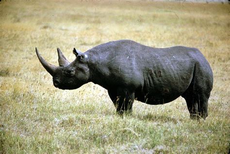 Are rhinoceros extinct - diagaret