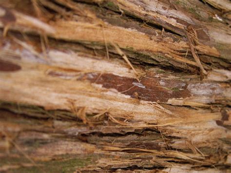 Cedar tree bark Free Photo Download | FreeImages