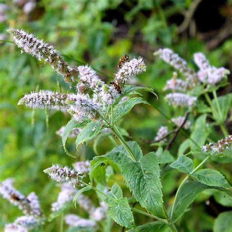 Peppermint Seed - Mentha Piperita Herb Seeds