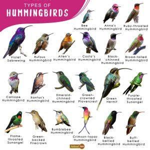 Hummingbird Facts, Types, Lifespan, Habitat, Diet, Behavior