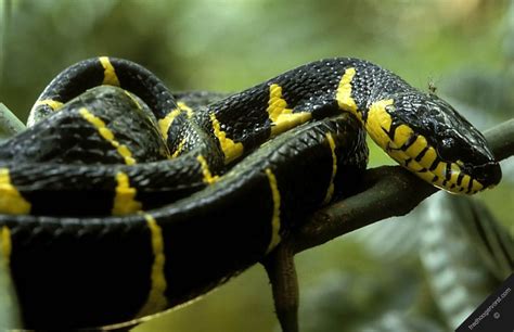 Tropical Rainforest Snakes | malaysia snakes nature tropical rainforest ...