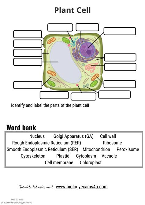 Plant Cell Structure, Structure And Function, Cell Biology, Cell Wall ...