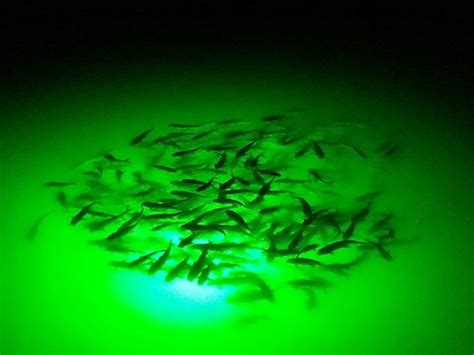 Underwater LED Fishing Lights - Green LED Lights - LedsUniverse