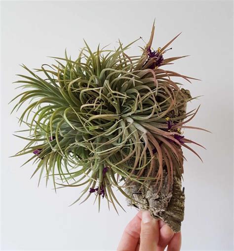 Air Plant Care 101: How to Not Kill Your Tillandsia ~ Homestead and Chill