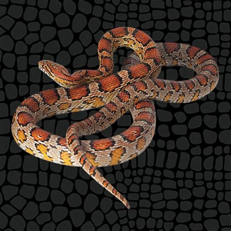 Husbandry Handbook: Corn Snake - Panthertophis guttata