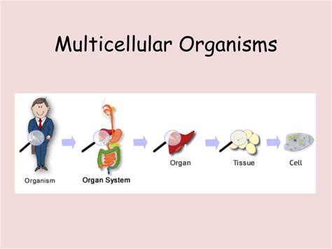 multi cell organism