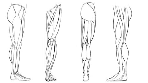 Leg Muscles Art Reference - Muscle Anatomy | Bodaswasuas