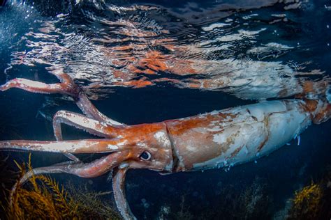 Watch Extremely Rare Footage of Giant Squid With 'Thick Arms ...