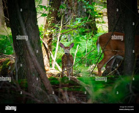 Cute baby deer in a green forest Stock Photo - Alamy