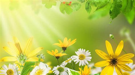 Two Flowers at Field Nature Backgrounds powerpoint backgrounds 1600 ...