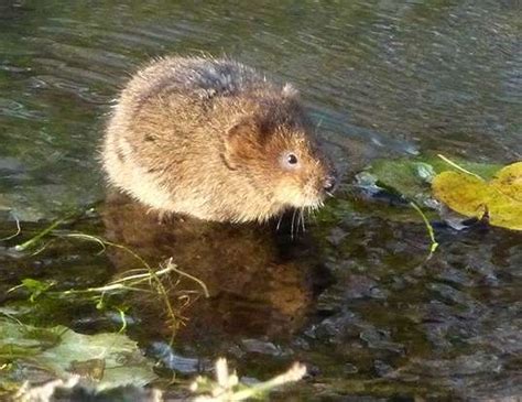 EUROPEAN WATER VOLE LIFE EXPECTANCY