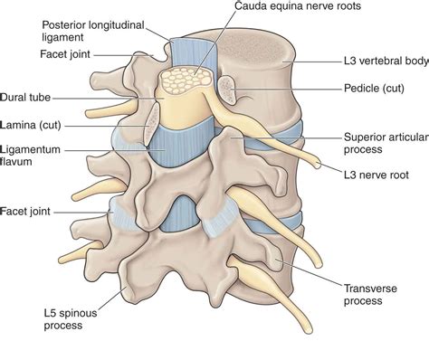 Lumbar Spine | Musculoskeletal Key