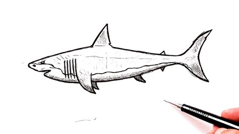 How to draw a Shark | Easy drawing - YouTube