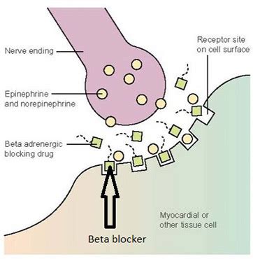 Are Beta Blockers Addictive? - Recovery Realization