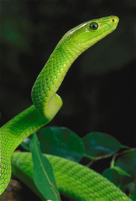 Eastern Green Mamba Facts and Pictures | Reptile Fact