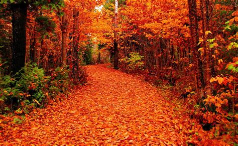 Free photo: Fall - Autumn, Leaves, Plants - Free Download - Jooinn