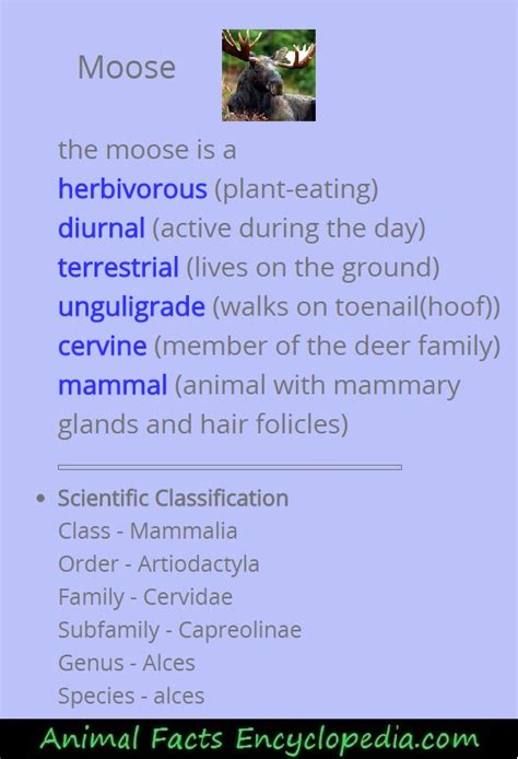 Moose Facts - Animal Facts Encyclopedia