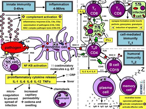 Immune Response | Faculty of Medicine