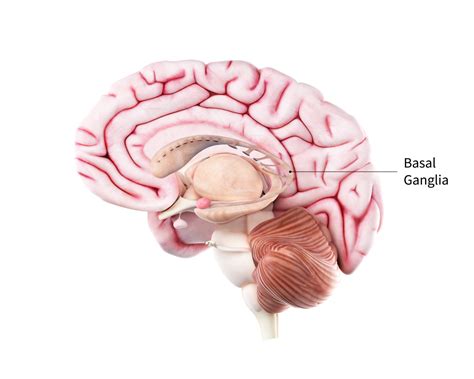 Parkinson’s Disease: Causes, Symptoms, and Treatments | National ...