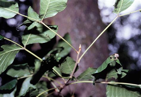 Department of Botany