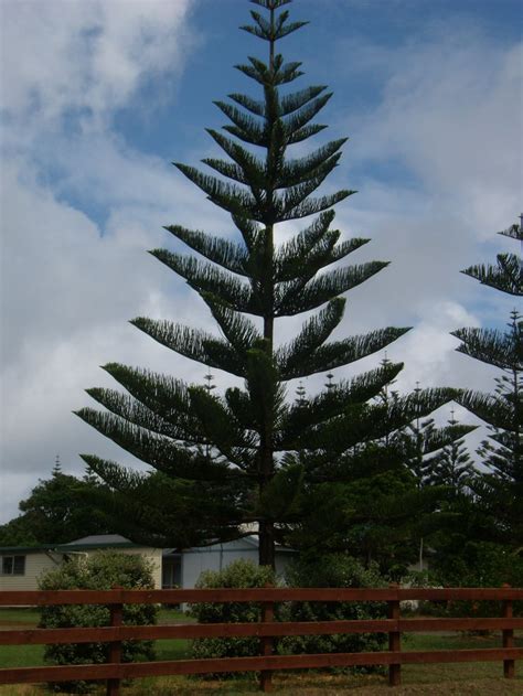 Norfolk Island Pine - one of the trees very likely to fall during a ...