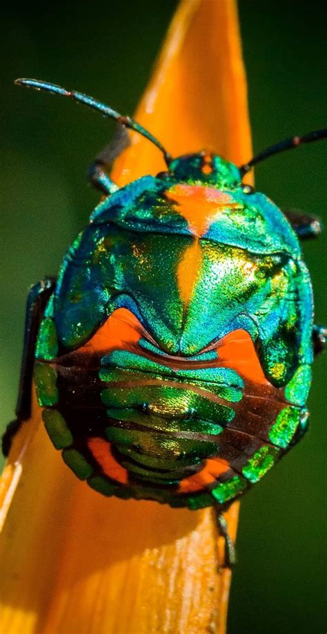 A colorful rainbow beetle | Rainbow beetle, Insects, Animals wild