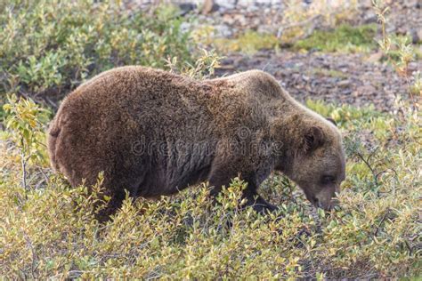 Grizzly Bear Eating Berries Stock Image - Image of alaska, wild: 99107395