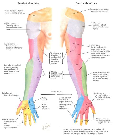 Dermatomes Of Upper Limb And Segmental Nerve Function Anatomy Note ...