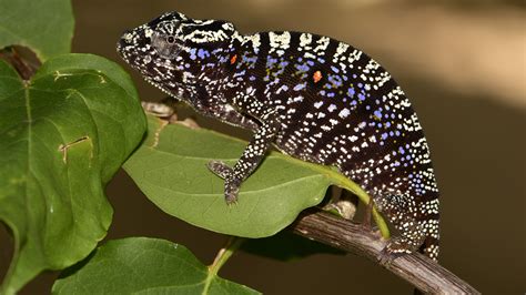 'Lost' chameleon rediscovered after a century in hiding. And it's ...