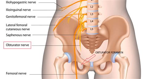 Groin Nerve Pain: Overview And Treatment Options | atelier-yuwa.ciao.jp