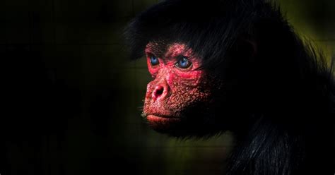 Red-faced Spider Monkey | Welsh Mountain Zoo