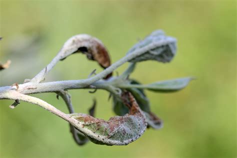 4 Common Apple Tree Diseases