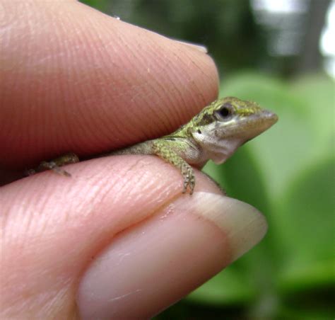 Seminole Heights Pocket Swamp: Baby green anole