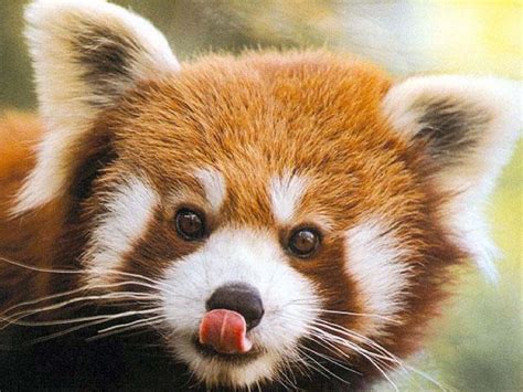 Red Panda | Animal Wildlife