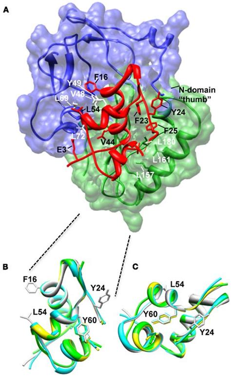 Insulin-like growth factor binding proteins: a structural perspective ...