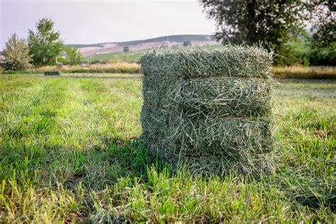 Alfalfa Farmers Ask For More Research And Fair Crop Insurance Options ...