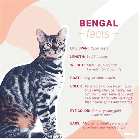 Bengal Cat Breed: Facts, Temperament & Care Info