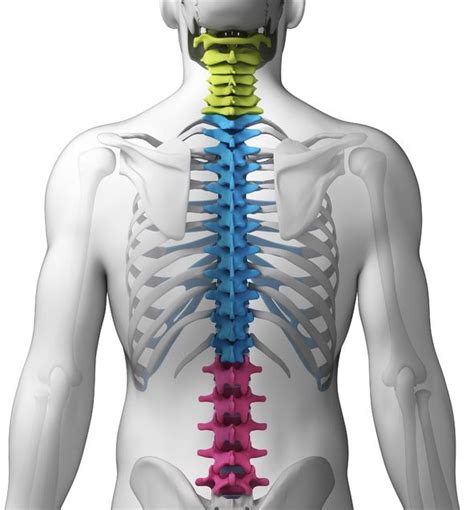 Everything You Should Know about Spinal Compression Fractures ...