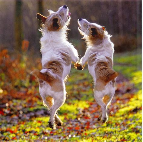 Funniest Dog Dance Quotes. QuotesGram