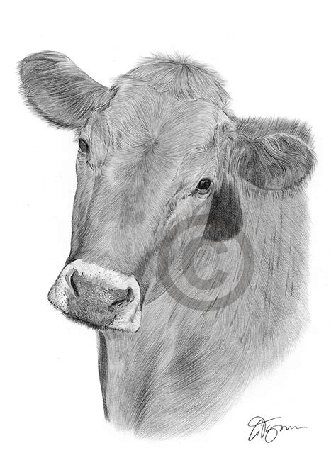 Pencil drawing of a cow by UK artist Gary Tymon